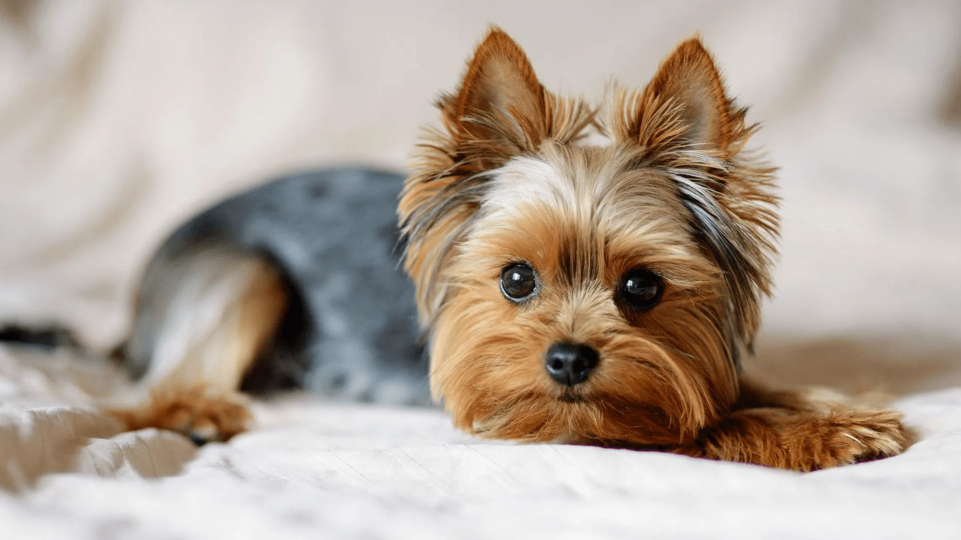 Dog Fever