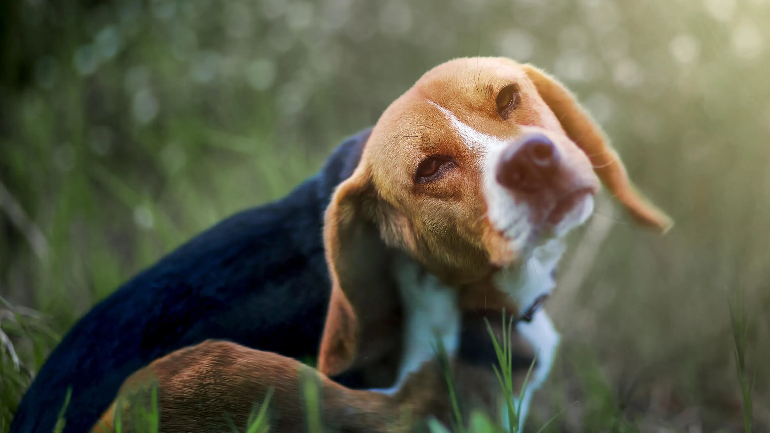 Dog Allergy
