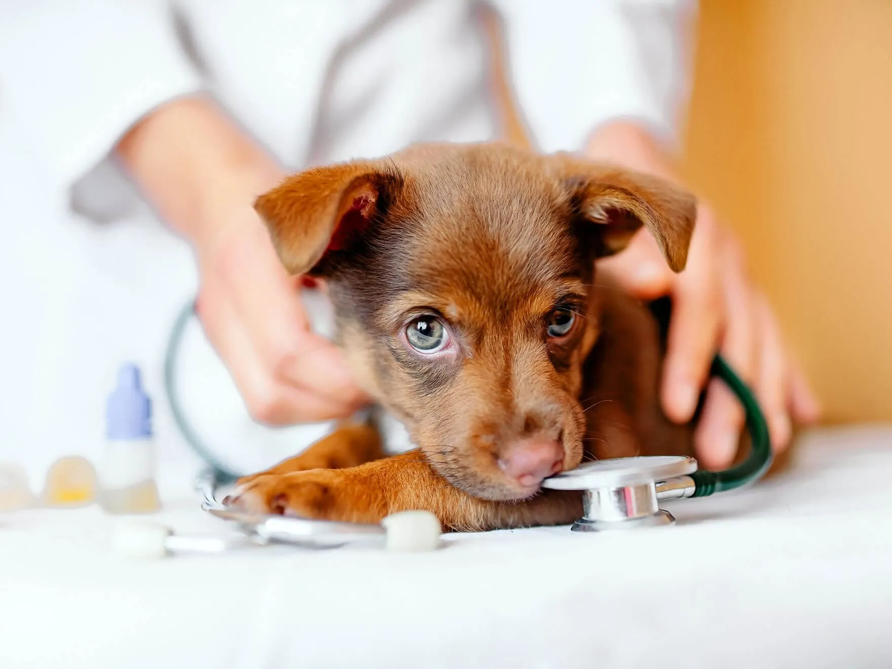 Ringworms in dog