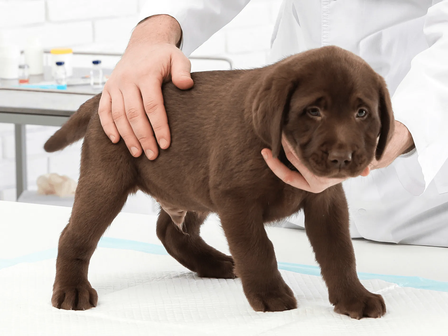 Leptospirosis 