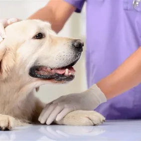 Golden Retriever being checked up on a veterinary examination table.