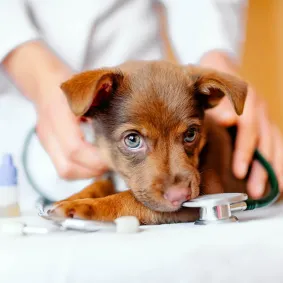 Ringworms in dog